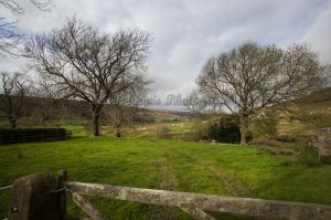 Gorgeous rosedale 3.jpg